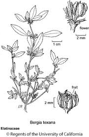 Image result for Bergia