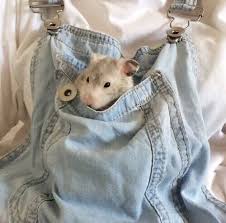 Hamster meme pfp based on the hamster profile picture on social media supporting the scared hamster, funny meme shirt, animal fun hoodie, cute pet gift, hamster sweater, unisex sweatshirt. Animal Hamster And Aesthetic Afbeelding Cute Animals Cute Rats Cute Hamsters