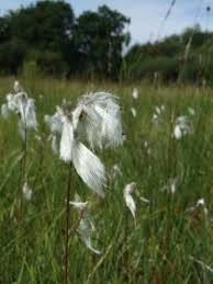 Maybe you would like to learn more about one of these? Cotton Grass Eriophorum Angustifolium
