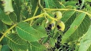 Image result for antraknóza ořešáku