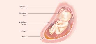 23 Weeks Pregnant Symptoms And Baby Development Pampers As your baby becomes more active, you'll notice him or her kicking, hitting, or punching you more often. 23 weeks pregnant symptoms and baby