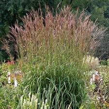 Image result for Andropogon gayanus