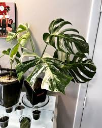 Laura Peeples-Bridges (@larlarsgarden) • Instagram photos and videos