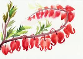 Bleeding Hearts Flowers Vector Art Illustration Bleeding Heart Flower Flower Illustration Flower Vector Art