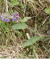 Pulmonaria Pulmonaria Officinalis Criasaude