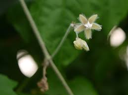 Image result for Pergularia