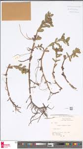 Image result for Enydra fluctuans