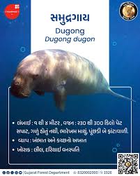 Image result for Anticharis