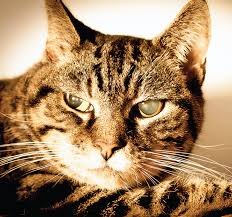The most common causes of retinal detachment in senior cats. Cats Losing Sight Catwatch Newsletter