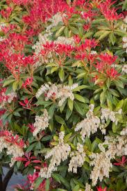 Here's how to grow them in pots. Garden Patio 3 X Pieris Mountain Fire Evergreen Shrub Hardy Garden Plant In Pot Globalgym Parsberg Com