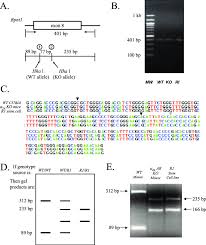 Rflp, or restriction fragment length polymorphism, is a molecular biological technique used to compare dna from two samples. Restriction Fragment Length Polymorphism Rflp Analysis Permits Download Scientific Diagram