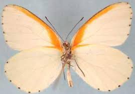 Image result for Globimetula anguliflora