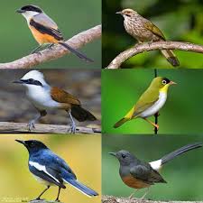 Ciri burung love bird jantan dan betina 1. 21 Penyebab Dan Cara Mengatasi Burung Macet Bunyi Hewan Id