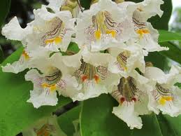Maybe you would like to learn more about one of these? Catalpa A Showy Fast Growing Ornamental Tree Home And Garden Chippewa Com