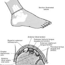 Downloads diagram diagram diagram of the heart diagram definition diagramming sentences the cat 5 wiring tendon diagram will likely be your starting point to creating and setting your 1st network. Diagram Showing The Tendons And Ligaments Of The Ankle And Foot Download Scientific Diagram