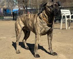 Oct 30, 2020 · brindle pitbull puppy colourful paintable colours and patterns brandel describes the color and pattern of the dog's coat: Brindle Pitbulls Are They Rare What Kind Of Pitties Have This Color K9 Web