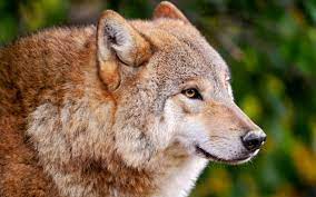 Wolf Wallpapers Backgrounds Pictures Photos Laptop Wallpapers Animals Wolves Photography Wolf Wallpaper