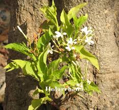 Image result for Gnidia hockii