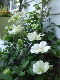 Image result for Clematis dolichopoda
