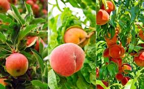 What vegetable grows on trees? 10 Fastest Growing Fruit Trees For Your Backyard Orchard Gardening Chores