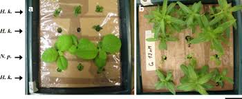 Image result for Haumaniastrum