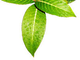 Leaves Foliage Green Free Photo On Pixabay