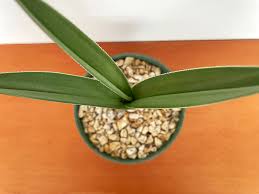 Image result for Eulophia