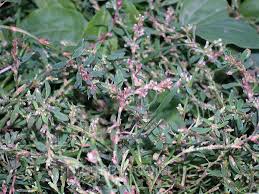 Image result for Polygonum aviculare