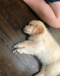 Are you looking for a purebred golden retriever pup in new york? Golden Retriever Puppies For Sale Near Retriever Puppies Facebook