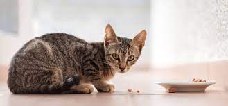 Healthy Feeding Schedule For Kittens Blue Buffalo