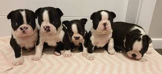 The boston terrier will learn quickly, as they are quite intelligent. Boston Terrier For Sale Nz Petfinder