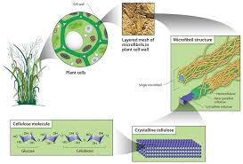 Maybe you would like to learn more about one of these? Schematic Representation Of Cellulose Chains From Plant Cell Walls Download Scientific Diagram