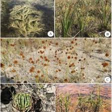 Image result for Eleocharis naumanniana