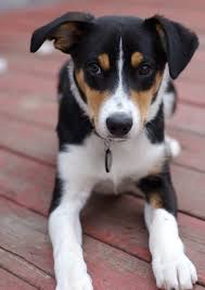 We did not find results for: Tri Coloured Border Collie Puppy Off 76 Www Usushimd Com