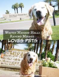 View our up and coming golden retriever puppies to find the perfect already trained puppy to join your family. Westin Mission Hills Resort Pets Golden Woofs