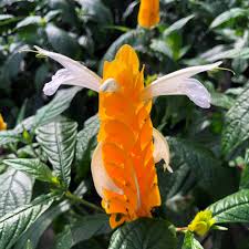 Image result for Pachystachys