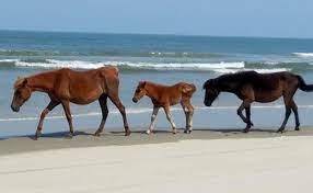 Nature Up Close Wild Horses Of The Outer Banks Corolla Wild Horses Corolla Wild Horse Fund