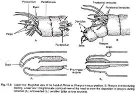 An Example Of Phylum Annelida Nereis Dumerilii