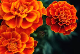 Roses, tulips, lilies, daisies, irises, orchids, poms Yellow To Orange Annual Flowers Howstuffworks