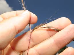 Image result for Andropogon schirensis