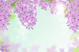 Gifs buon compleanno fiori per la ragazza immagini animate. Vettoriale Sfondo Di Primavera Con Fiori Rosa E Viola Di Lilla Puo Essere Utilizzato Per Sfondo Carta Da Parati Banner Web Cartolina D Auguri Image 74393593