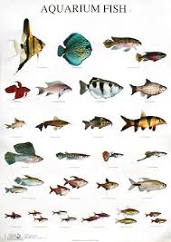 Aquarium Fish Names Tropical Aquarium Fish Guide 2017