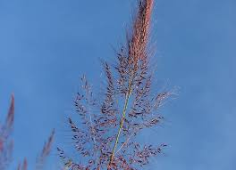 Image result for Melinis longiseta