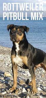 There are two types of dog breeds that are responsible for the majority of deadly canine attacks in the u.s. Rottweiler Pitbull Mix Perfect Puppy Or Gorgeous Guard Dog
