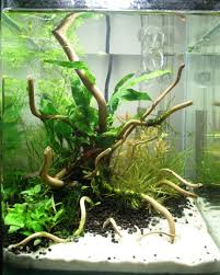 10l By Phanou01 Nature Aquarium Aquascape Aquaponics Aquarium