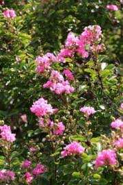 Image result for Galpinia transvaalica