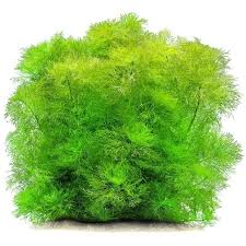 Image result for Limnophila indica