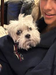 Someone has duplicated my Facebook page. None of the posts