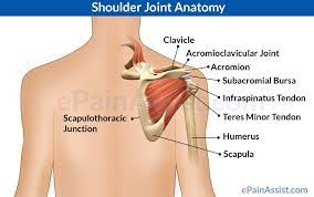 You can see it enclosing the glenohumeral joint and okay! Diagram Of The Shoulder Koibana Info Shoulder Joint Anatomy Shoulder Muscle Anatomy Joints Anatomy