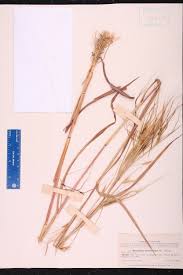 Image result for Heteropogon melanocarpus